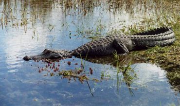 Everglades aprox 4hs. (Round Trip)